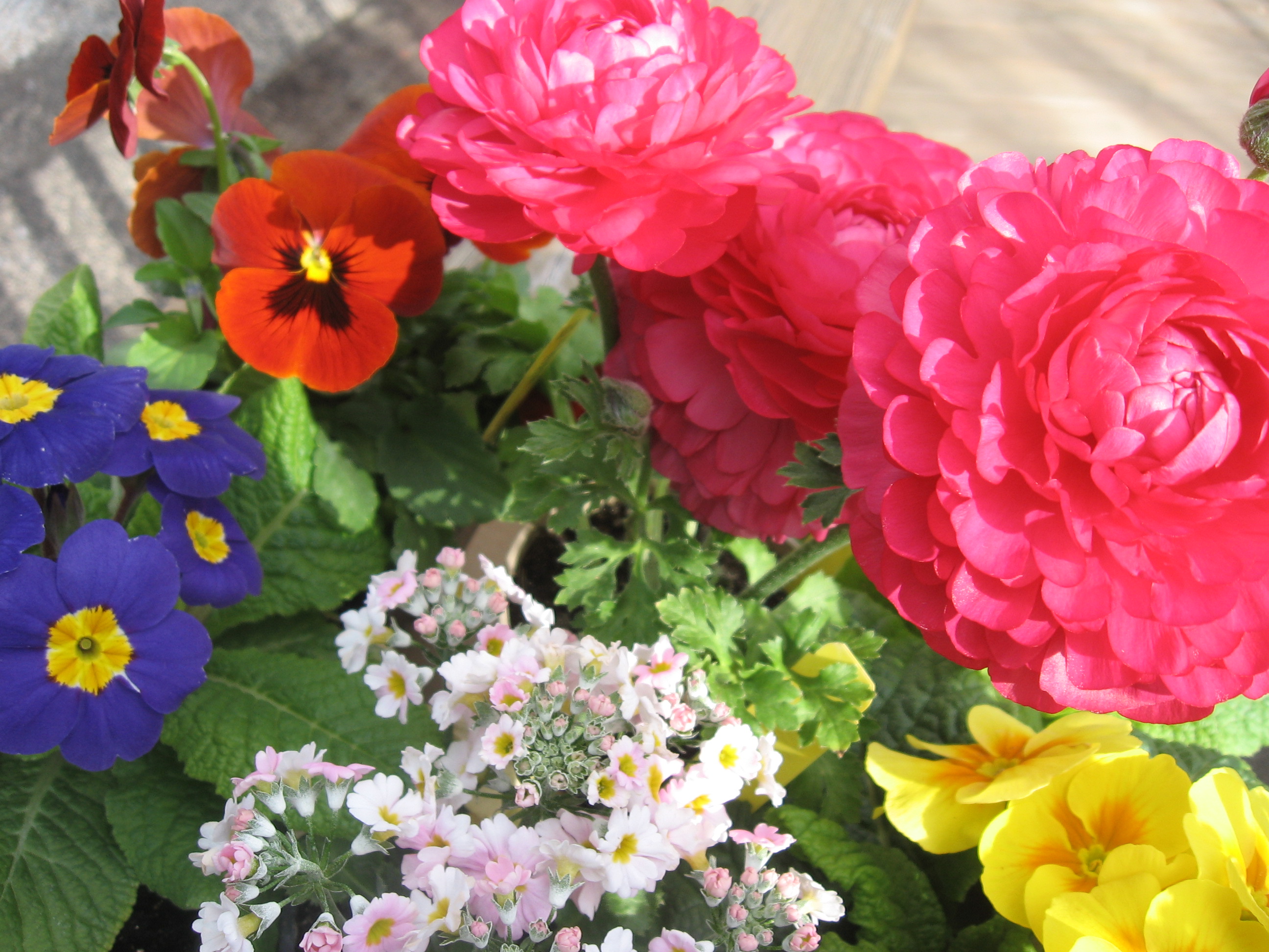 Spring Flowers